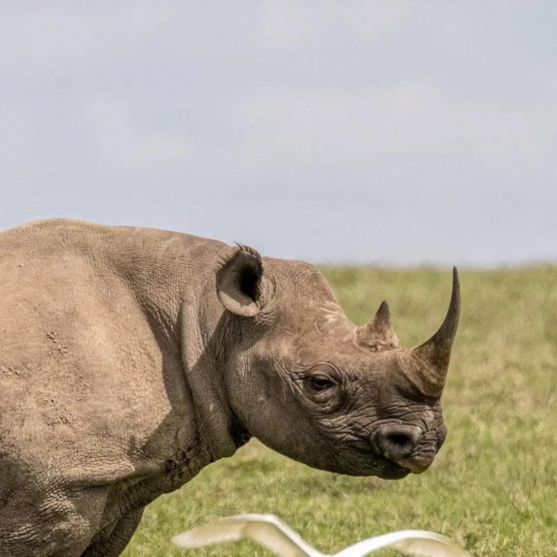 Ol Pejeta gallery image 2