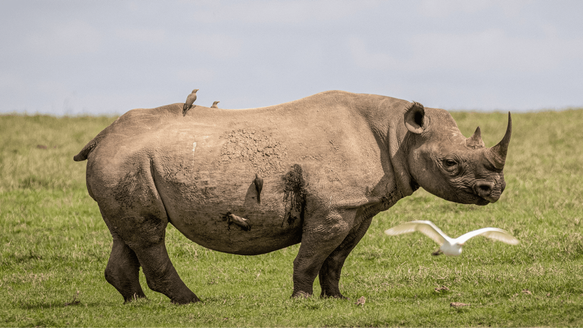 Ol Pejeta gallery image 1