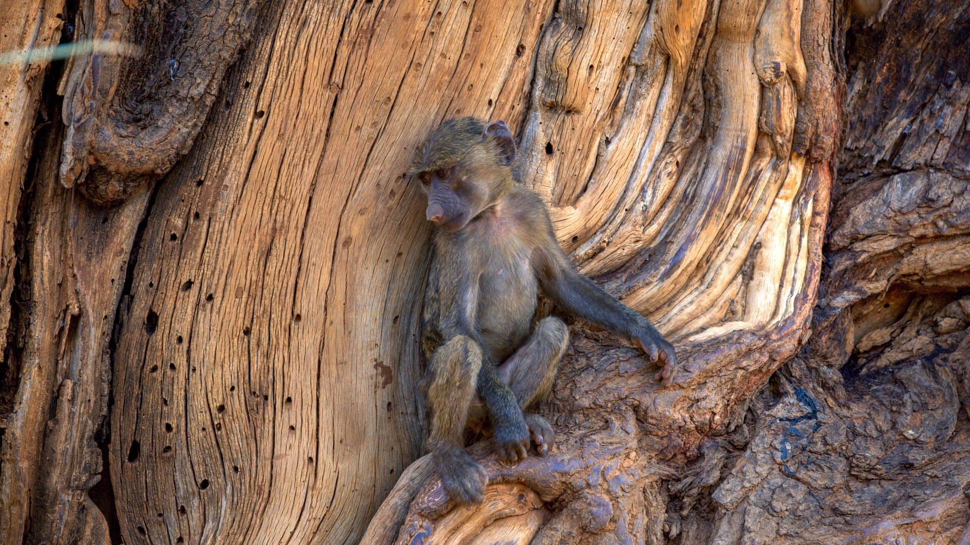 Kenya Explored gallery image 5