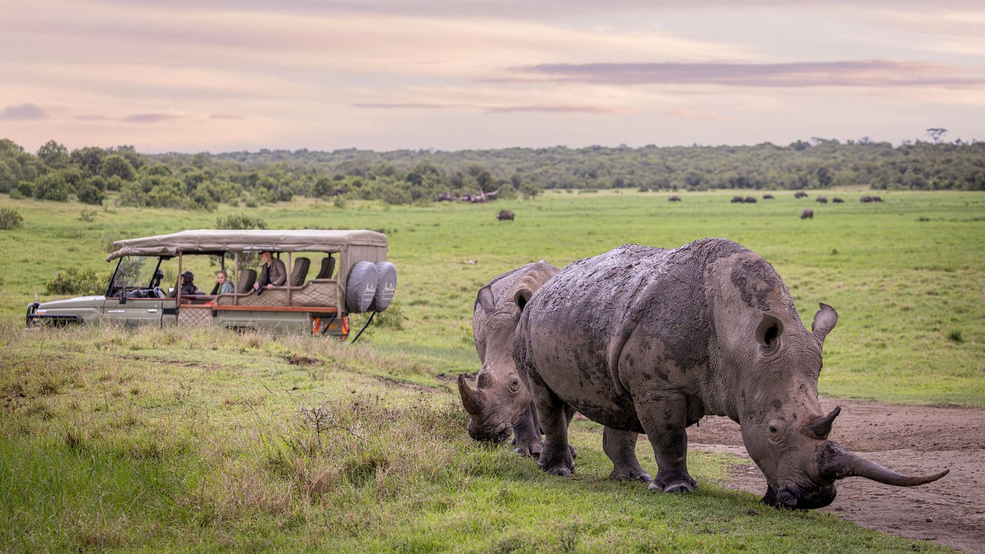 Ol Pejeta Bush Camp gallery image 5